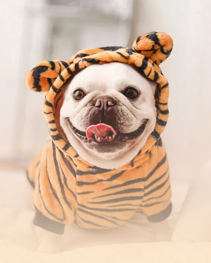 Pet Divertido