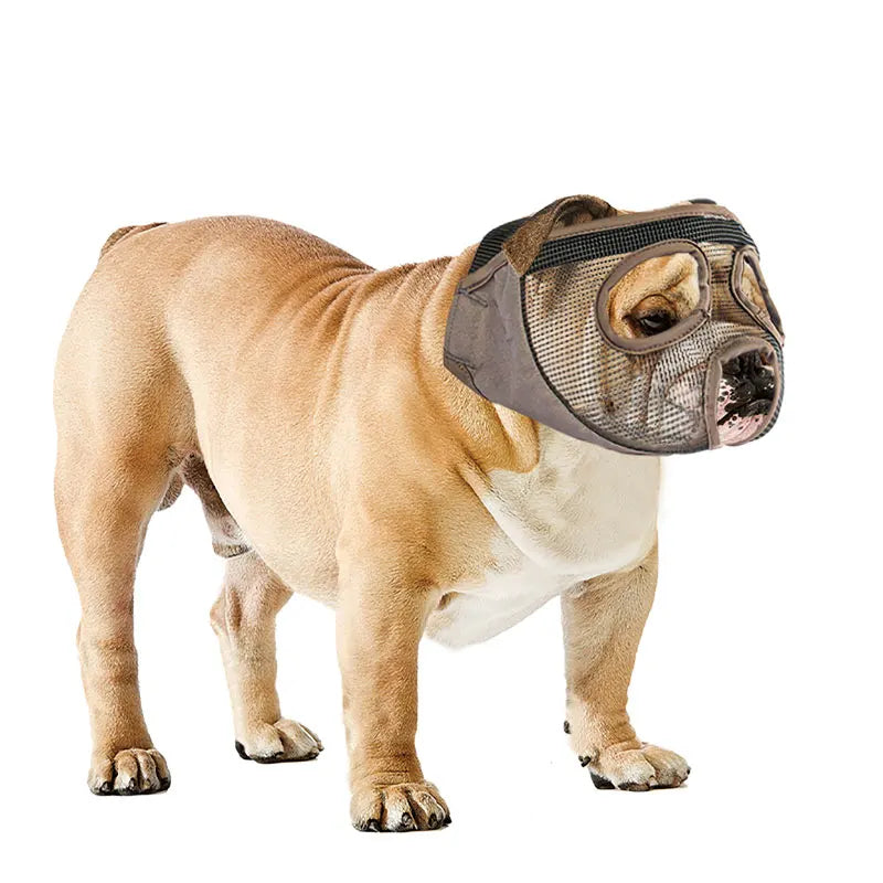 Focinheira para Cachorro com Focinho Curto