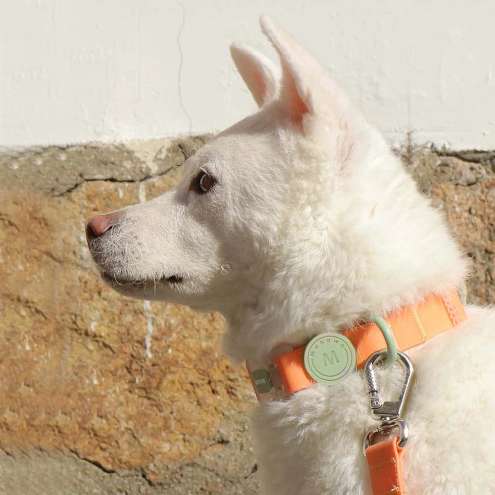 Conjunto - Coleira e Guia Candy Color para Pets