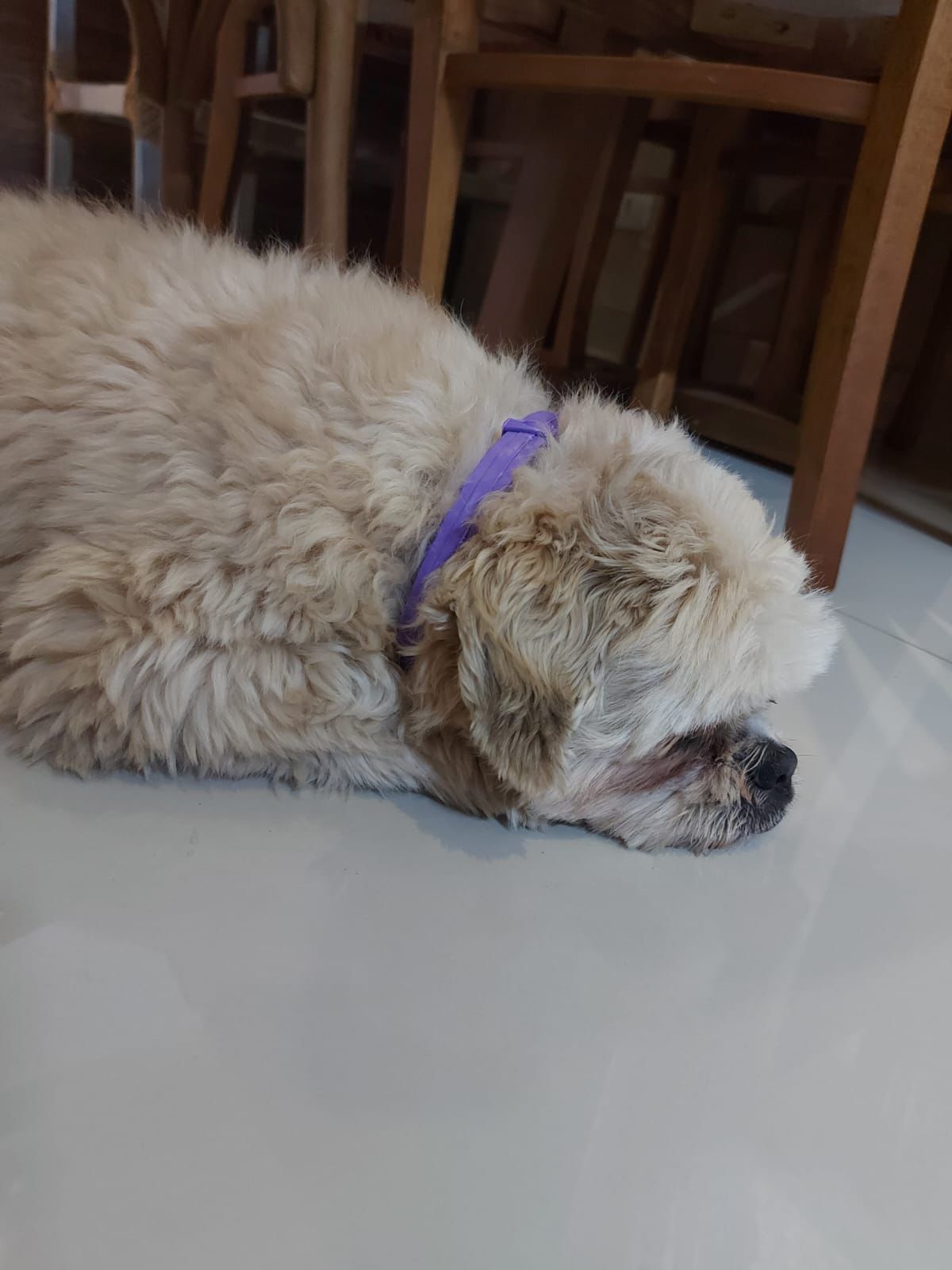 Kit Especial Cães e Gatos: Leve 2 Coleiras Calmantes Pelo Preço de 1 !