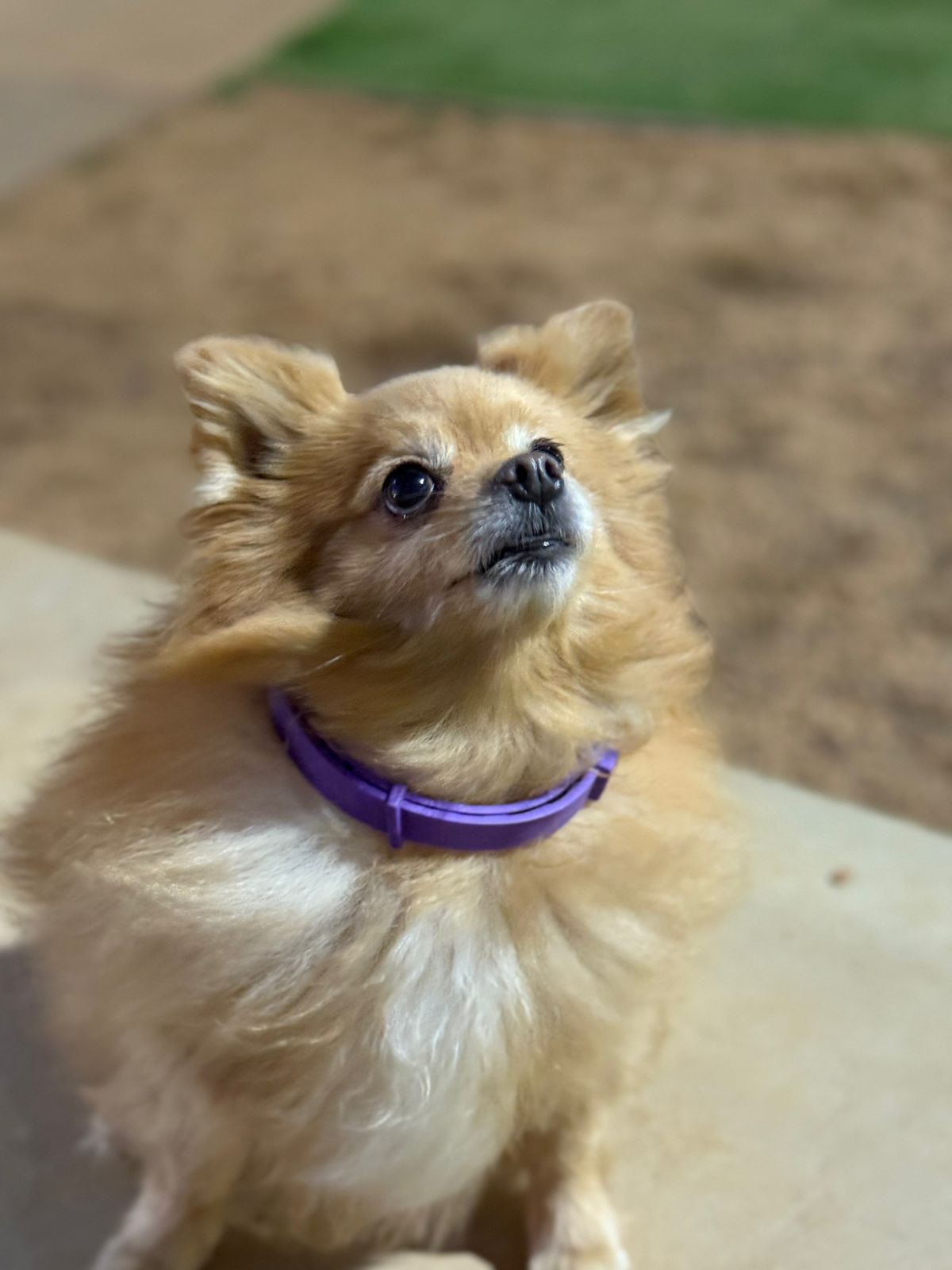 Coleira Calmante para Gatos e Cachorros