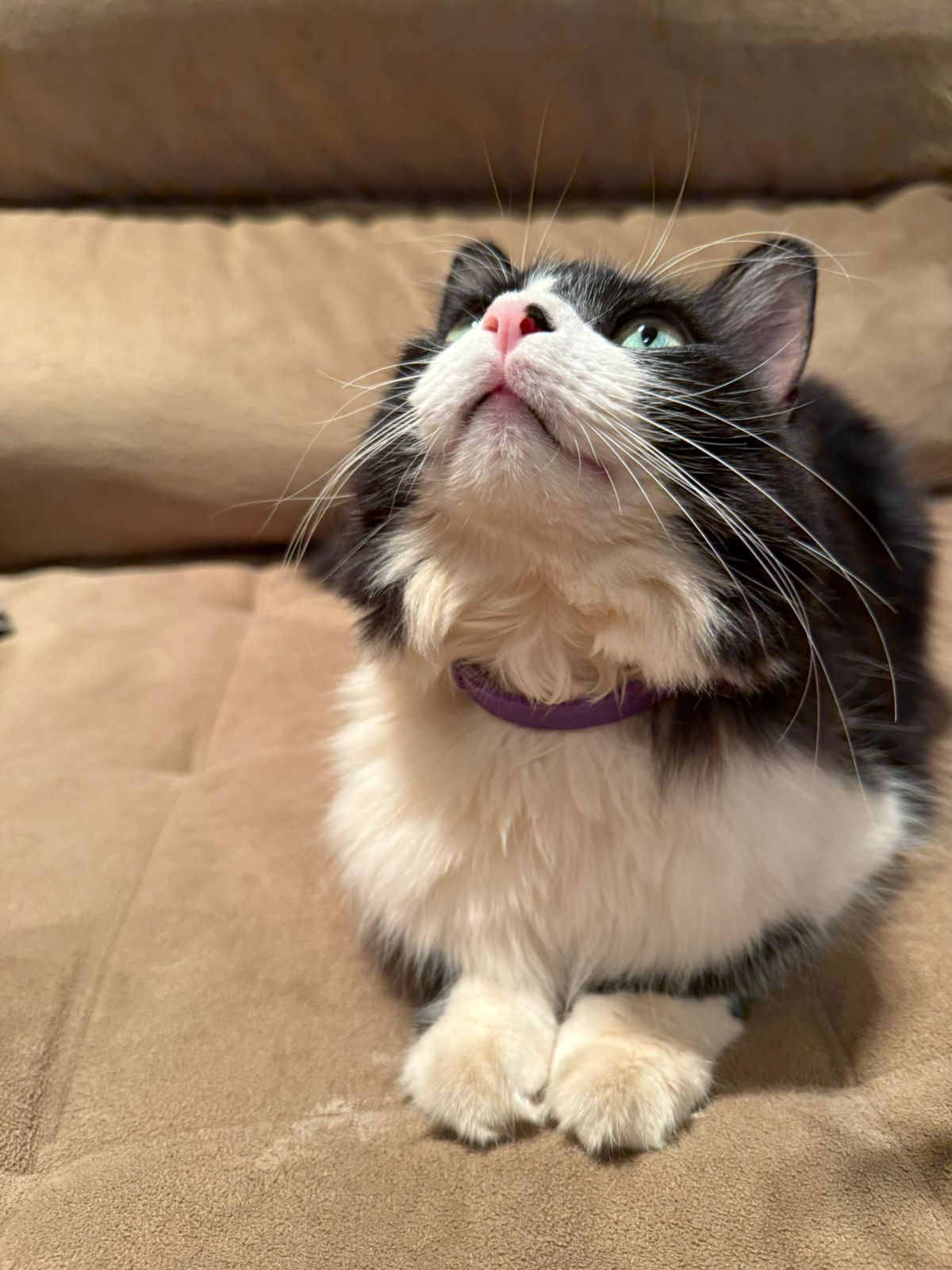 Kit Especial Cães e Gatos: Leve 2 Coleiras Calmantes Pelo Preço de 1 !